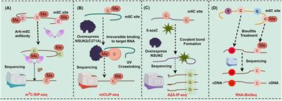RNA m5C methylation: a potential modulator of innate immune pathways in hepatocellular carcinoma
